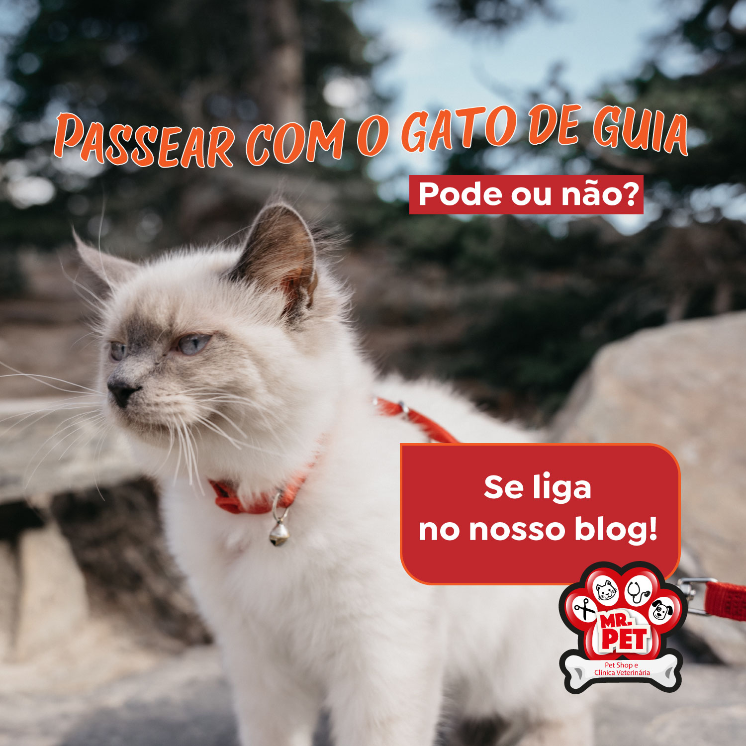 Read more about the article Meu gato pode passear com guia na rua??